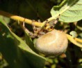 /album/araneidae/araneus-quadratus-5-jpg/